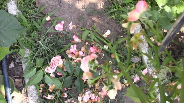 РОЗЫ КАК ЧЕРЕНКОВАТЬ ЛЕТОМ И САЖАТЬ!? смотреть онлайн