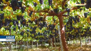 Хоҷагии деҳқонии ангурпарварии «Боғи Сомон»-и шаҳри Турсунзода / ахбори точикистон