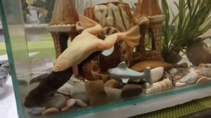 Лягушка и тритон