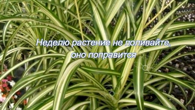 Спасаем комнатный цветок