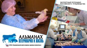 Экспортный потенциал российского птицеводства