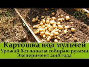 КАРТОФЕЛЬ под МУЛЬЧЕЙ – Урожай без лопаты Анализирую свои ошибки