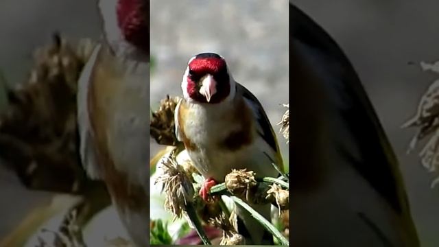 Черноголовый щегол, птицы. Black-headed goldfinch, birds. ??