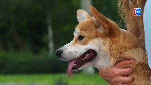 В Серове впервые прошла массовая прогулка с собаками породы вельш-корги