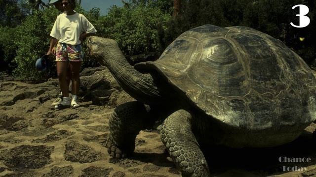 Топ 5 самых огромных черепах в мире