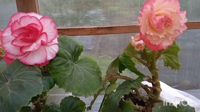 Бегония америгибрид пикоти f1. Что удалось вырастить! смотреть онлайн