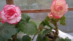 Бегония америгибрид пикоти f1. Что удалось вырастить!