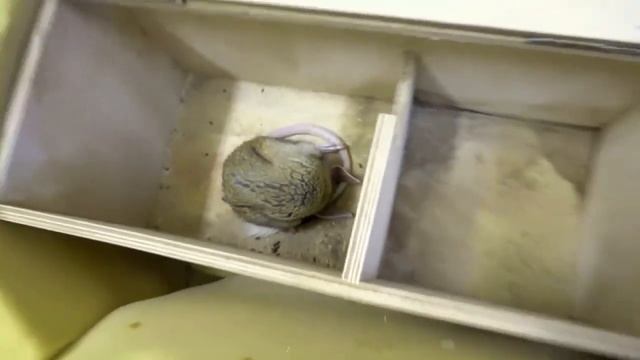 Как тушканчики уходят в спячку в зоопарке. Удивительный московский зоопарк смотреть онлайн