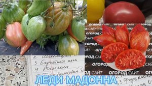 томаты ГНОМЫ на сезон 20240.mp4