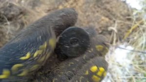 ПОИСК МОНЕТ И МЕТАЛЛОЛОМА В ЗИМНЕМ ЛЕСУ. НАХОДКИ С МЕТАЛЛОИСКАТЕЛЕМ. ГДЕ ИСКАТЬ МОНЕТЫ. КОП МЕТАЛЛА