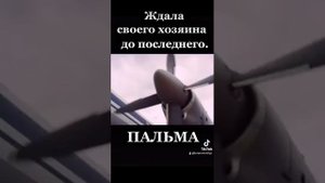 Фильм Пальма, советую посмотреть второй раз уже смотрю, очень трогательный фильм.