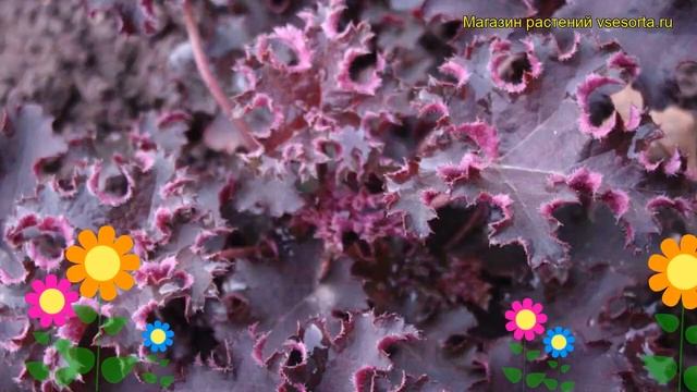 Гейхера Пёпл Петтикоатс. Краткий обзор, описание характеристик heuchera Purple Petticoats смотреть онлайн