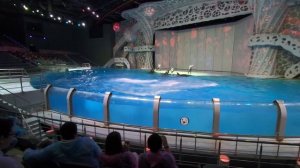 Представление касаток