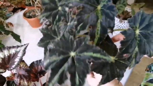 БЕГОНИИ. МОЯ КОЛЛЕКЦИЯ. Сорта бегоний. смотреть онлайн