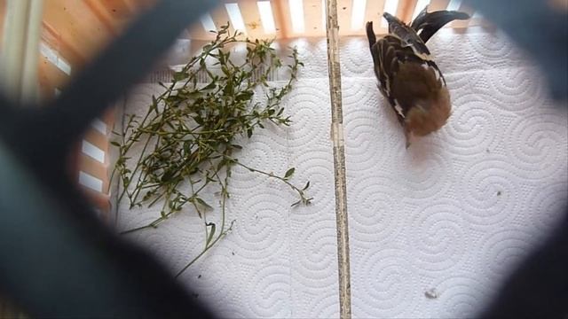 вертячка у зяблика смотреть онлайн