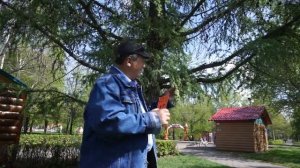 Отличия хвойных  Лиственница