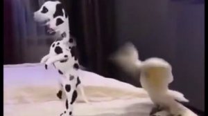 Танцы, танцы какаду