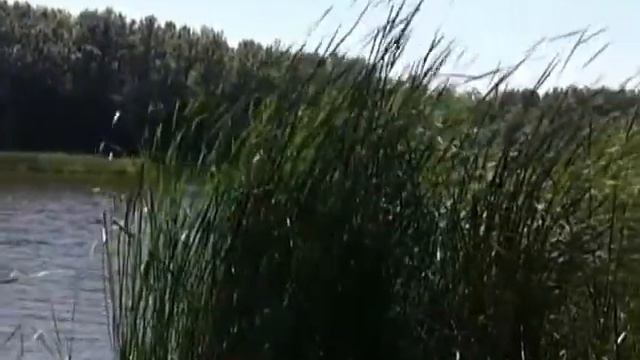 Что на озере растет? Почемучкины книжки смотреть онлайн