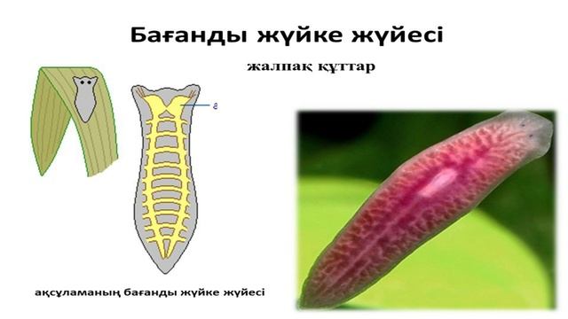 Биология, 7 сынып, ІІІ тоқсан, Жануарлардың жүйке жүйелерінің типтерін салыстыру