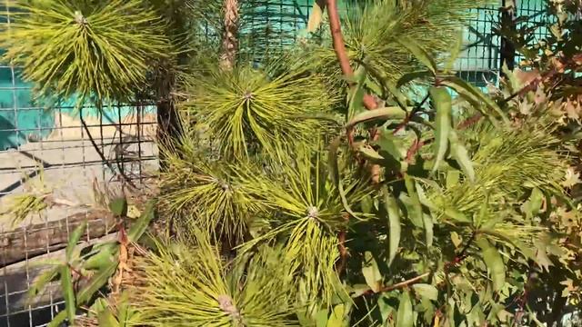 Самарские мишки стали толстяками в Тайгане! смотреть онлайн