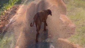 О породе Венгерская короткошерстная выжла