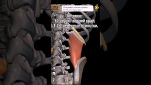 квадратная мышца поясницы/действия. иннервация. происхождение. вставка.