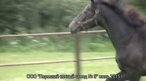 Орловские рысаки (молодняк) 2015. Пермский конный завод № 9