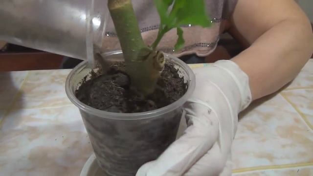 #Черенкование_бругмансии ч. 2 Cuttings Brugmansia h. 2 смотреть онлайн