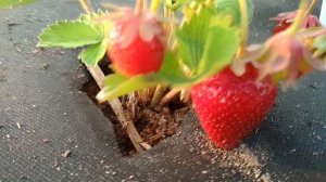 Сорт клубники Нанди. Итальянская новинка! Выращивание клубники Нанди в Сибири.