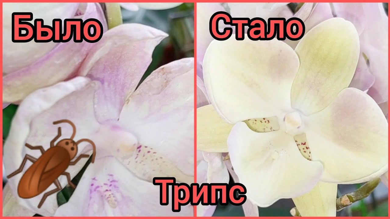 Её жрали ТРИПСЫ?Как быстро избавилась? #Фаленопсис биглип Венецианский карнавал? #орхидеи #цветы