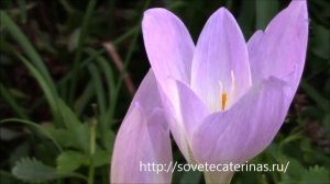 Безвременник осенний. Colchicum autumnale