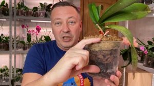 ОРХИДЕЯ ФАНТАСТИЧЕСКАЯ ЖЕМЧУЖИНА дорогая и с кучей ПРОБЛЕМ возвращаем к жизни орхидею