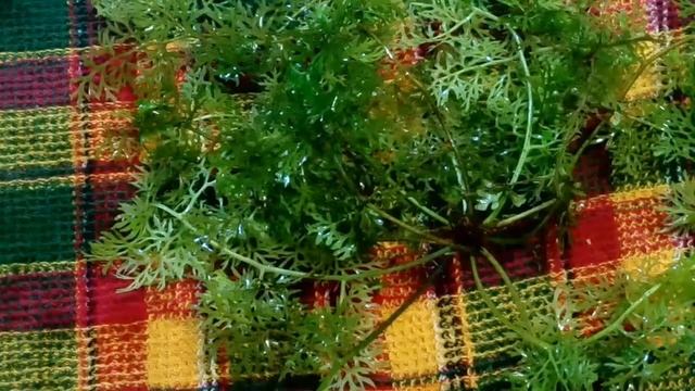 Как посадить растение с слабой корневой системой в аквариумный грунт смотреть онлайн