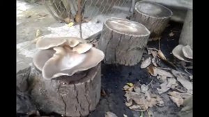 Выращивание вешенки на пнях и чурках. Штаммы вешенки КЧ, соник (улучшеный нк- 35).