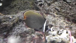 Аквариумная рыбка из Бали, Пакистанская краснохвостая бабочка, Chaetodon collare, океанариум спб