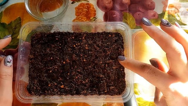 Лобелия из семян. Мой способ посева: удобно, просто, быстро смотреть онлайн