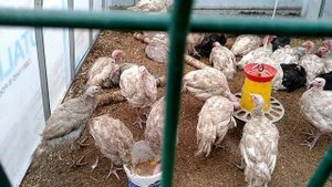 СОДЕРЖАНИЕ ИНДЮКОВ. Пересадили самок отдельно от самцов.