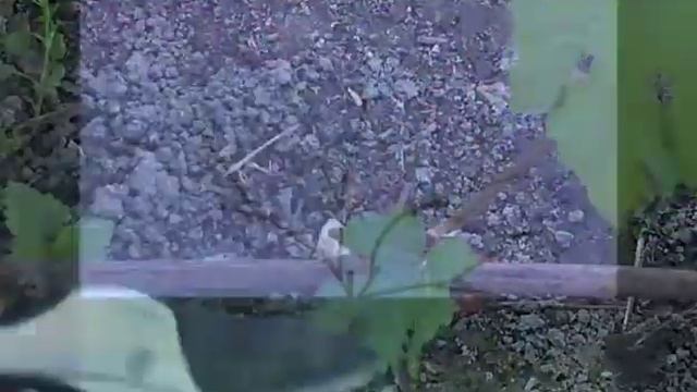 Веерная формировка винограда смотреть онлайн