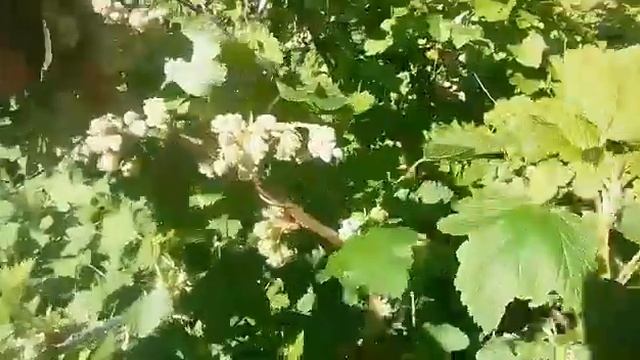 ЦВЕТЕНИЕ СМОРОДИНЫ! ВЕСЕННИЙ ЦВЕТОЧНЫЙ ПРИВЕТ!