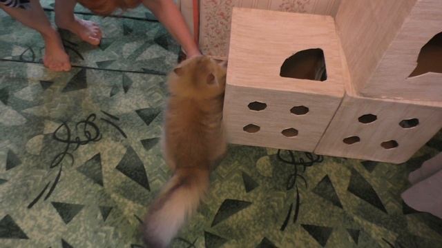 Конфеты нужно покупать только ради кота Коси смотреть онлайн