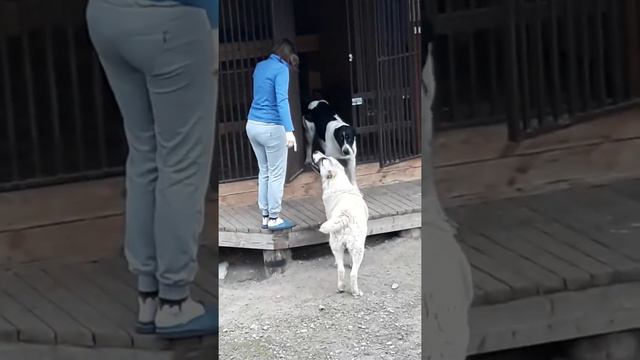 САО Алабай внуки Бульдозера , Матурзана и Цезаря. Маршалу 7мес  Бухара 19 мес Охраняет дом от птиц