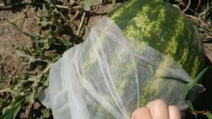 АРБУЗЫ ВЫРАЩИВАНИЕ. Собираю урожай и подвожу итоги.