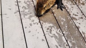 Interacting with Capybaras at a Stunning Terrace View!