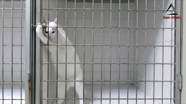 لقطات لا تصدق لحيوانات تمتلك ذكاء خارق | رد فعل الحيوانات هيصدمك ! смотреть онлайн