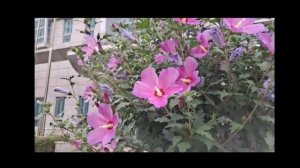 Calm music for Meditation & Yoga, Hibiscus syriacus, Mugunghwa, Cicada, Bird sound, 1 Hour