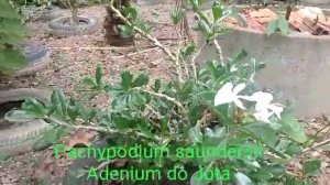 Pachypodium saundersii - Adenium do Jota