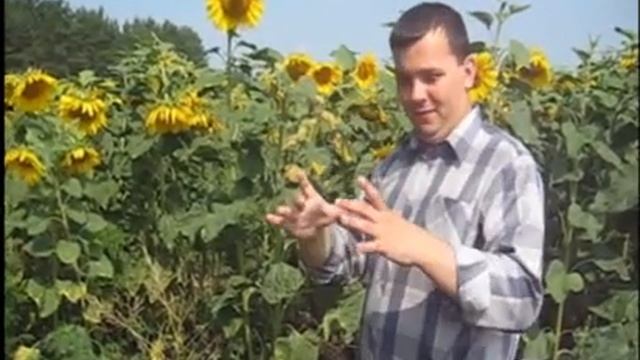 Наш мир 72. Подсолнух смотреть онлайн