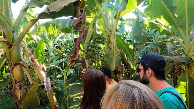 Банановый остров на реке Нил смотреть онлайн