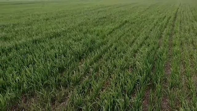 Карбамид (Мочевина) по листу Озимой Пшеницы ?Внекорневая листовая подкормка пшеницы? Высокий УРОЖАЙ
