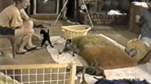 забавные животные